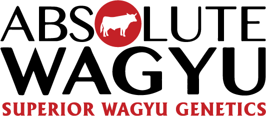 Absolute Wagyu