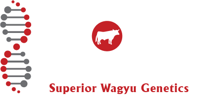 Absolute Wagyu Footer Logo